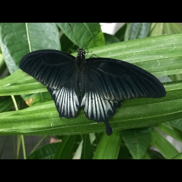 Meet your Posher, Lilly - Picture 1 of 1